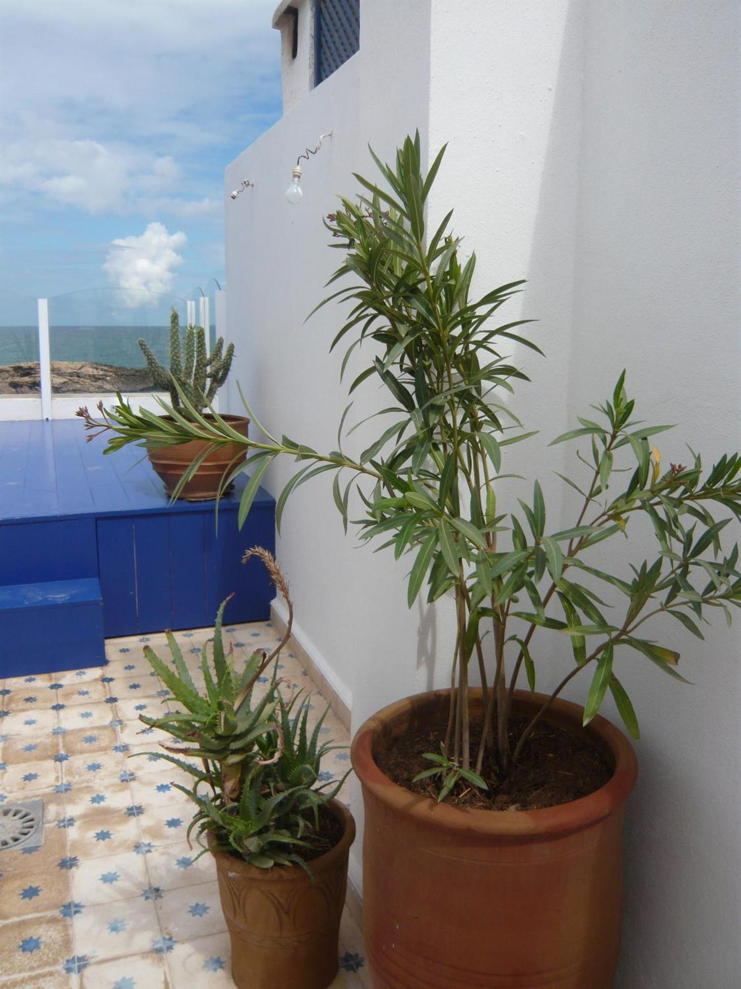 La Fontaine Bleue Hotel Essaouira Exterior photo